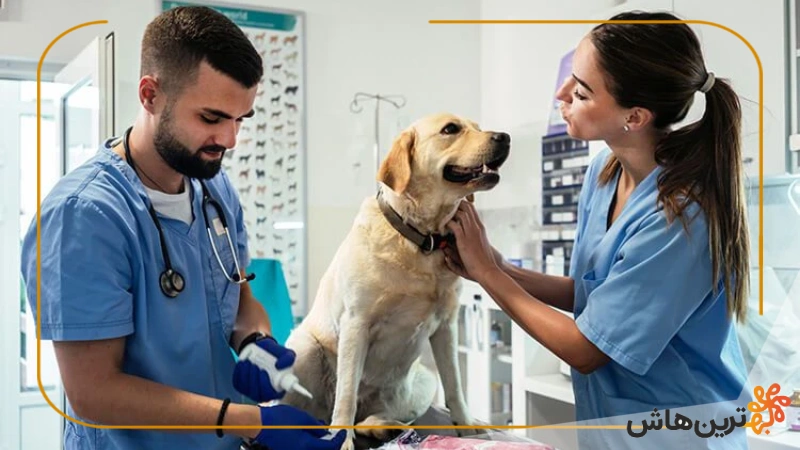 بهترین دامپزشکی های مشهد